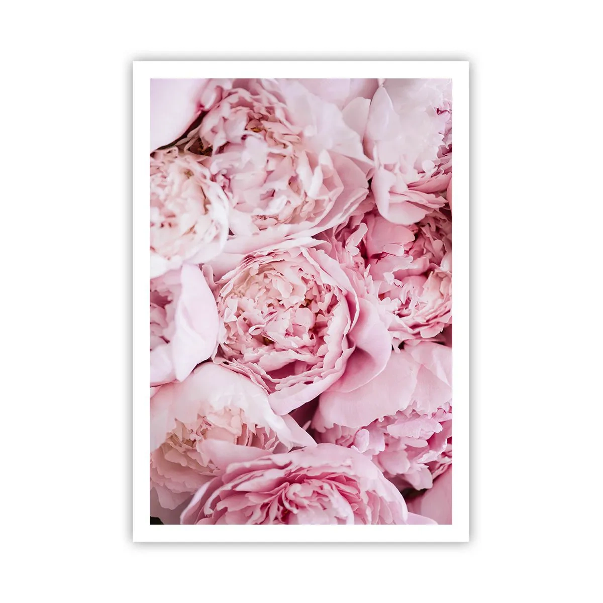 Poster - Anschmiegsam und duftend - 70x100 cm