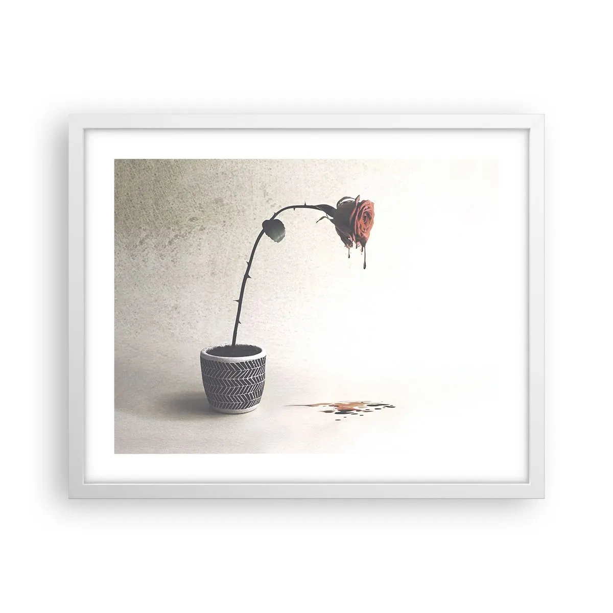 Poster in einem weißen Rahmen - Rosa dolorosa - 50x40 cm