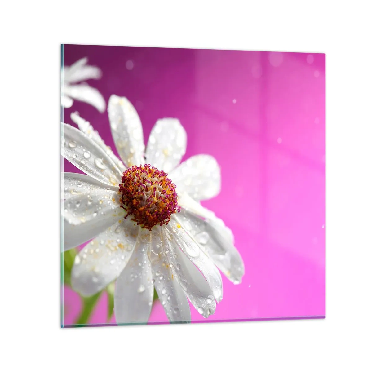 Glasbild - Bild auf glas - Bescheiden in seiner Schönheit - 40x40 cm
