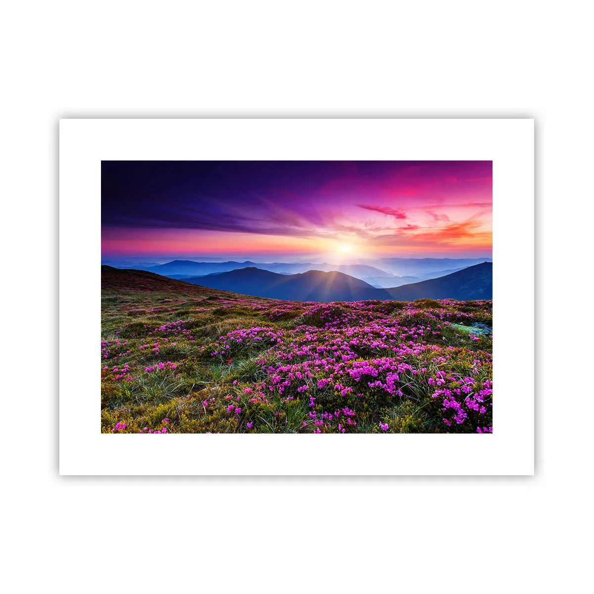 Poster - Kräuter dufteten nach frischen Trauben von den Feldern - 40x30 cm