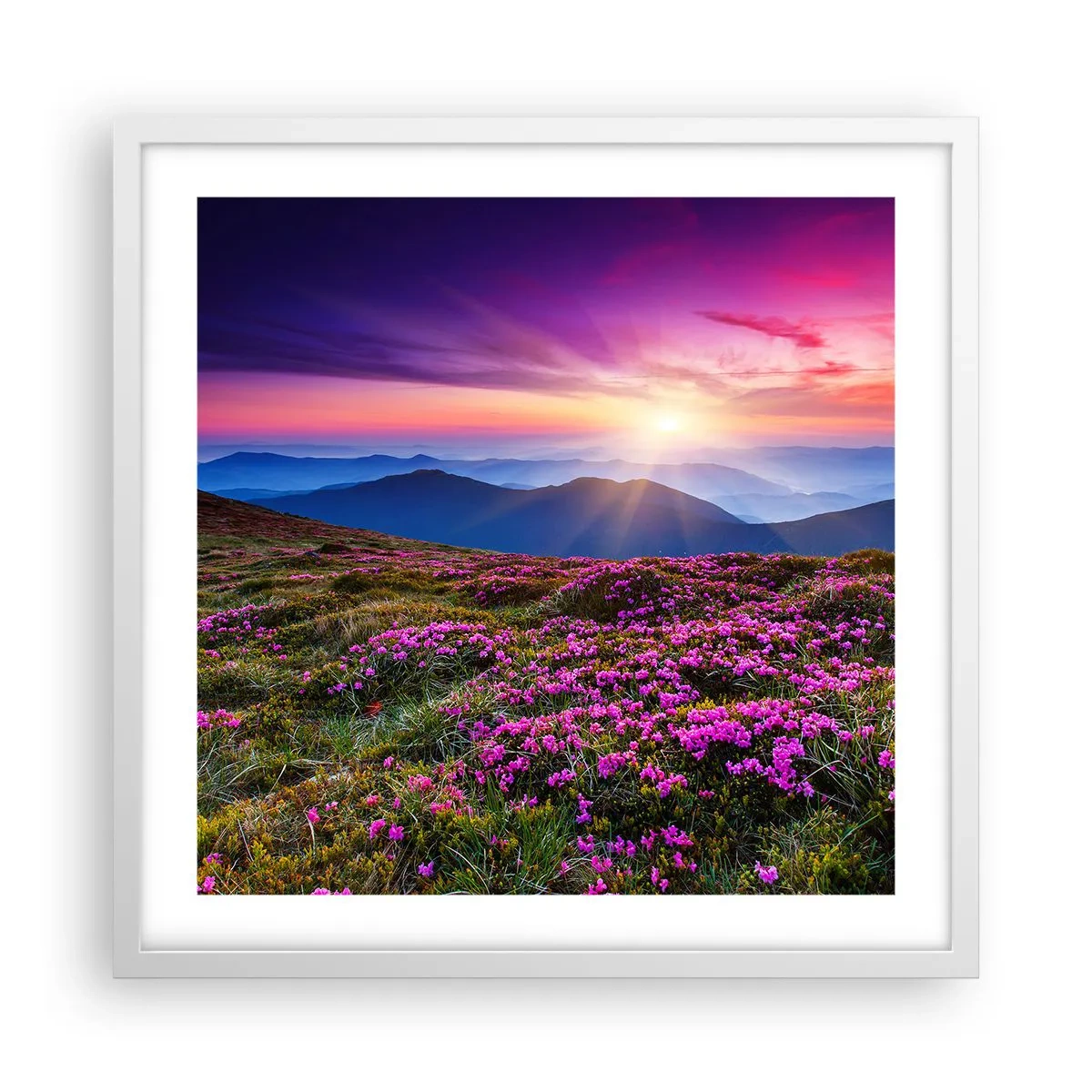 Poster in einem weißen Rahmen - Kräuter dufteten nach frischen Trauben von den Feldern - 50x50 cm