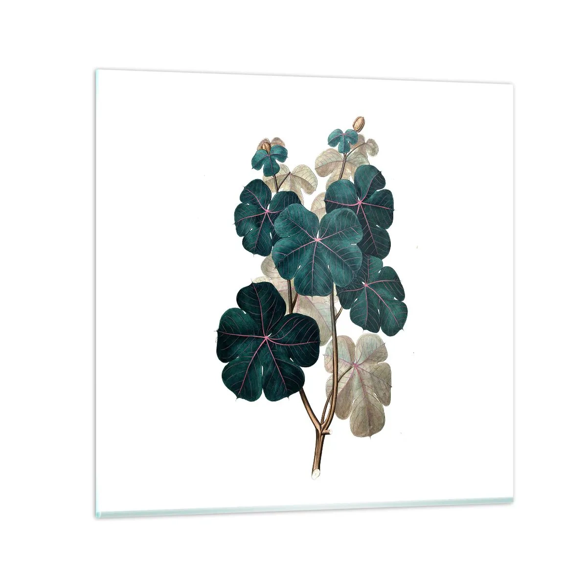 Glasbild - Bild auf glas - Aus dem alten Herbarium - 50x50 cm