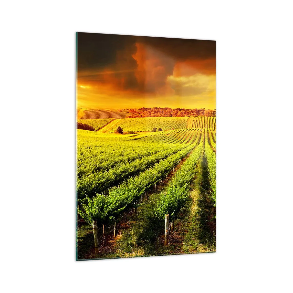 Glasbild - Bild auf glas - Goldene Weinberge, beleuchtet von den Sonnenstrahlen - 70x100cm - Unter der australischen Sonne - Moderne Wanddekoration für Wohnzimmer und Schlafzimmer ARTTOR