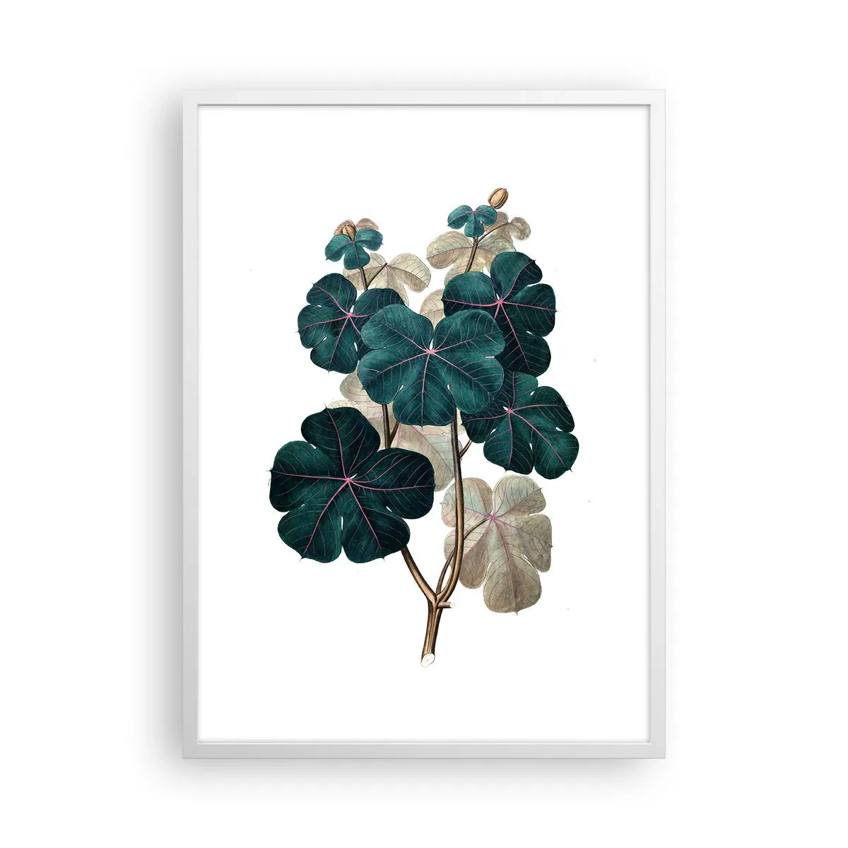 Poster in einem weißen Rahmen - Aus dem alten Herbarium - 50x70 cm