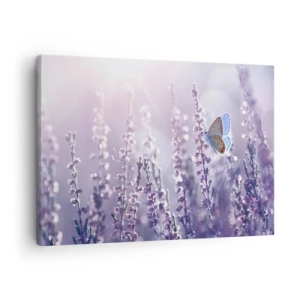 Bild auf Leinwand - Leinwandbild - Ein Schmetterling auf blühendem Lavendel im Morgenlicht - 70x50cm - Schmetterlingskuss - Moderne Wanddekoration für Wohnzimmer und Schlafzimmer ARTTOR