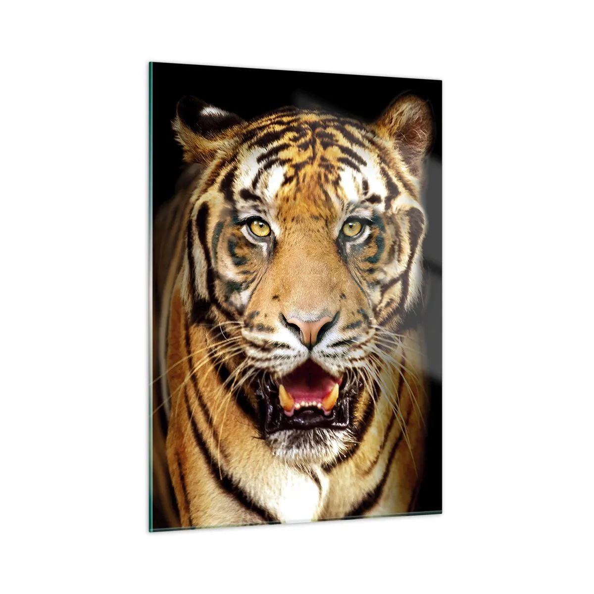 Glasbild - Bild auf glas - Ein Tiger auf dunklem Hintergrund mit intensivem Blick - 50x70cm - Wild im Herzen - Moderne Wanddekoration für Wohnzimmer und Schlafzimmer ARTTOR