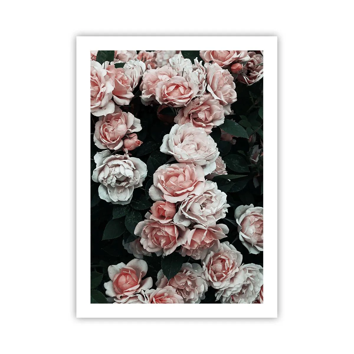 Poster - Ein Strauß Rosen in zarten Rosatönen auf dunklem Untergrund - 50x70cm - Rosen-Ensemble - Moderne Wanddekoration für Wohnzimmer und Schlafzimmer ARTTOR