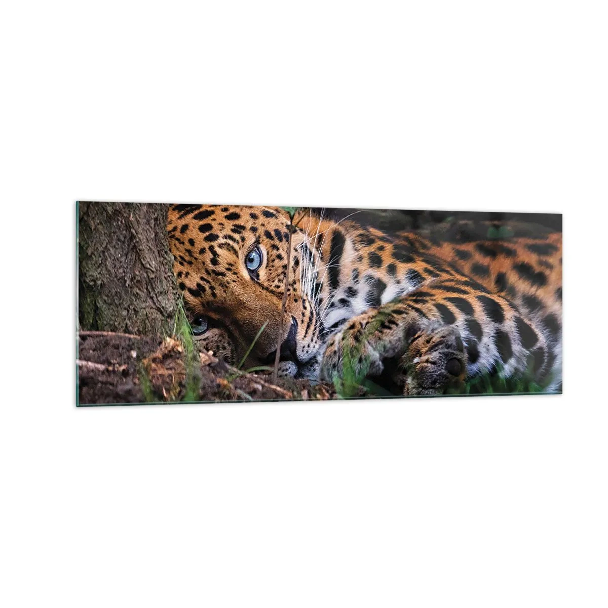 Glasbild - Bild auf glas - Ein Leopard, der im Schatten der Bäume liegt - 140x50cm - Vertrau mir - Moderne Wanddekoration für Wohnzimmer und Schlafzimmer ARTTOR