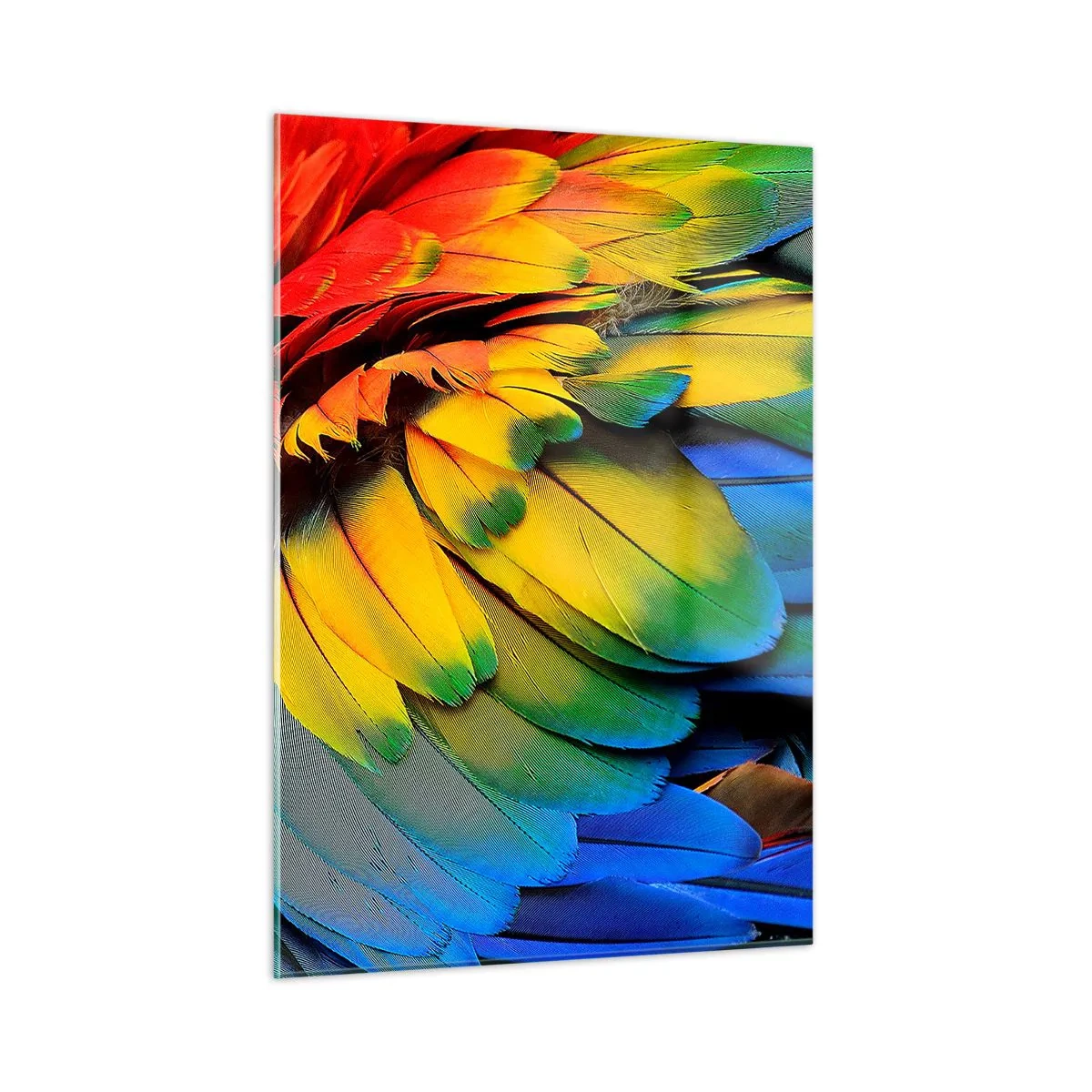 Glasbild - Bild auf glas - Bunte Papageienfedern in intensiven Regenbogenfarben - 50x70cm - Paradiesvogel - Moderne Wanddekoration für Wohnzimmer und Schlafzimmer ARTTOR