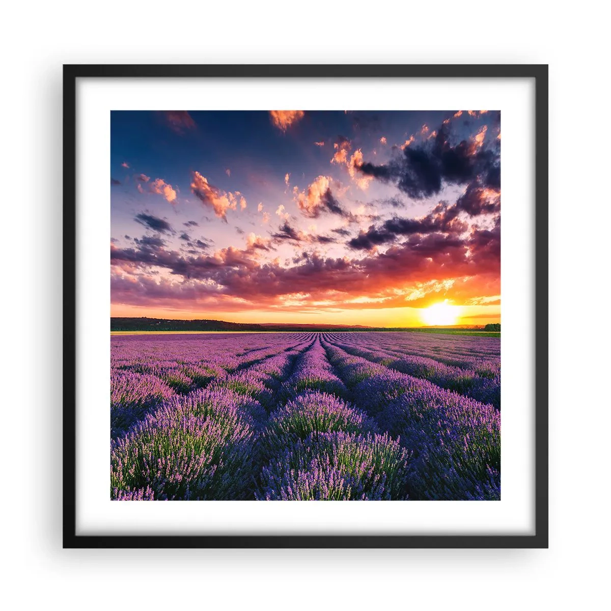 Poster in einem schwarzem Rahmen - Lavendel Welt - 50x50 cm