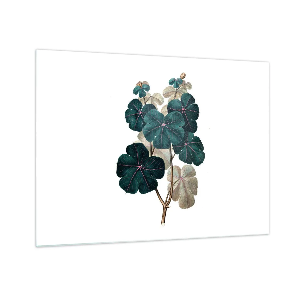 Glasbild - Bild auf glas - Botanische Illustration von grünen Blättern auf weißem Hintergrund - 70x50cm - Aus dem alten Herbarium - Moderne Wanddekoration für Wohnzimmer und Schlafzimmer ARTTOR