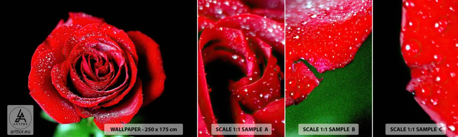 Fototapetenmuster Standard Eco - Das ist Liebe - Blumen, Rote Rose, Rosenblätter - 100x30 cm