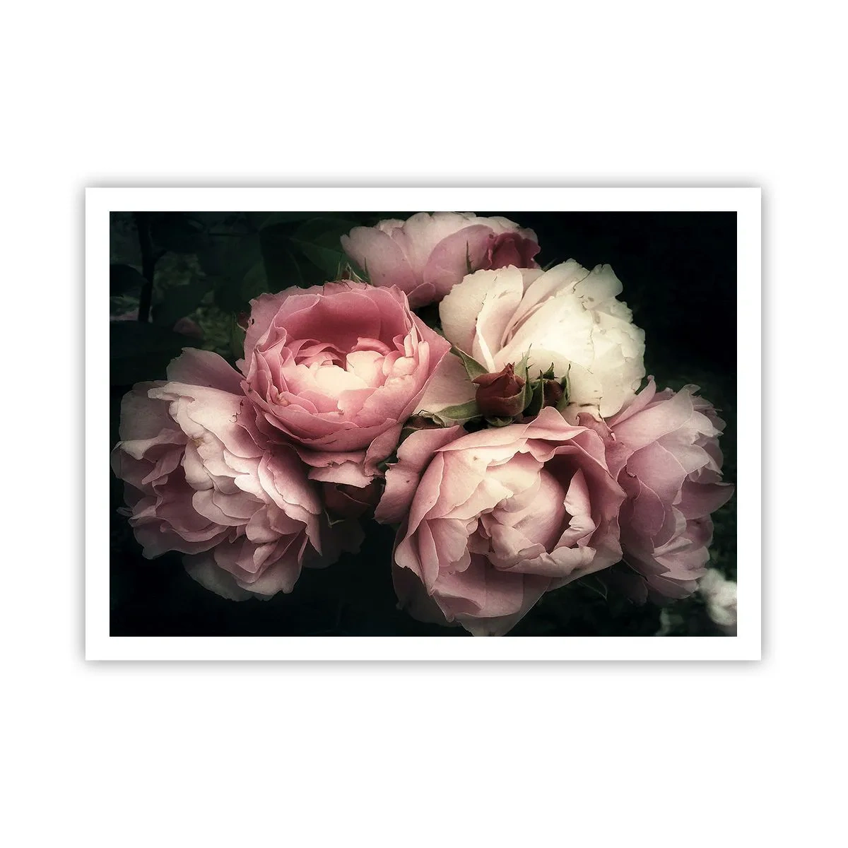 Poster - Ein Strauß Rosen in zarten Rosa- und Weißtönen - 100x70cm - Der Charme der Belle Epoque - Moderne Wanddekoration für Wohnzimmer und Schlafzimmer ARTTOR