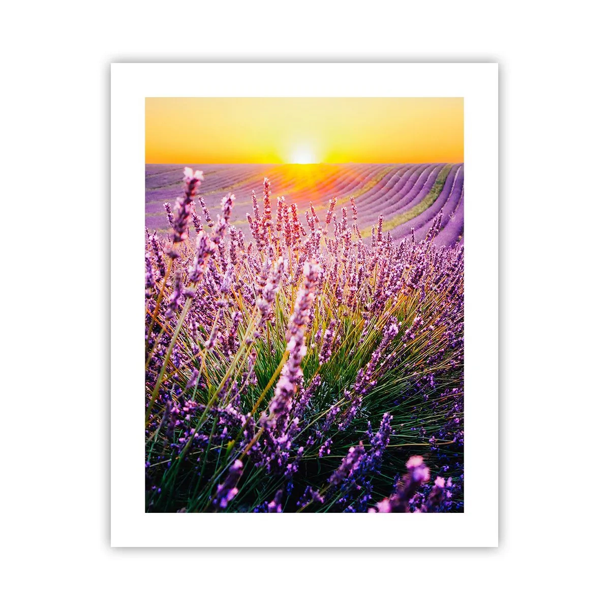 Poster - Duftende Kornfelder - 40x50 cm