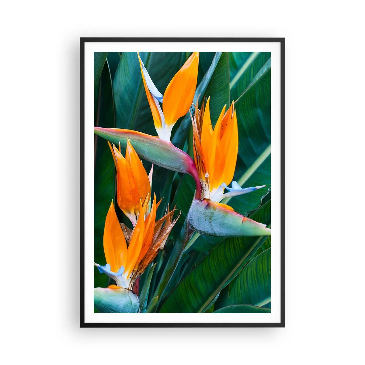 Poster in einem schwarzem Rahmen - Ist es eine Blume oder ist es ein Vogel? - 70x100 cm