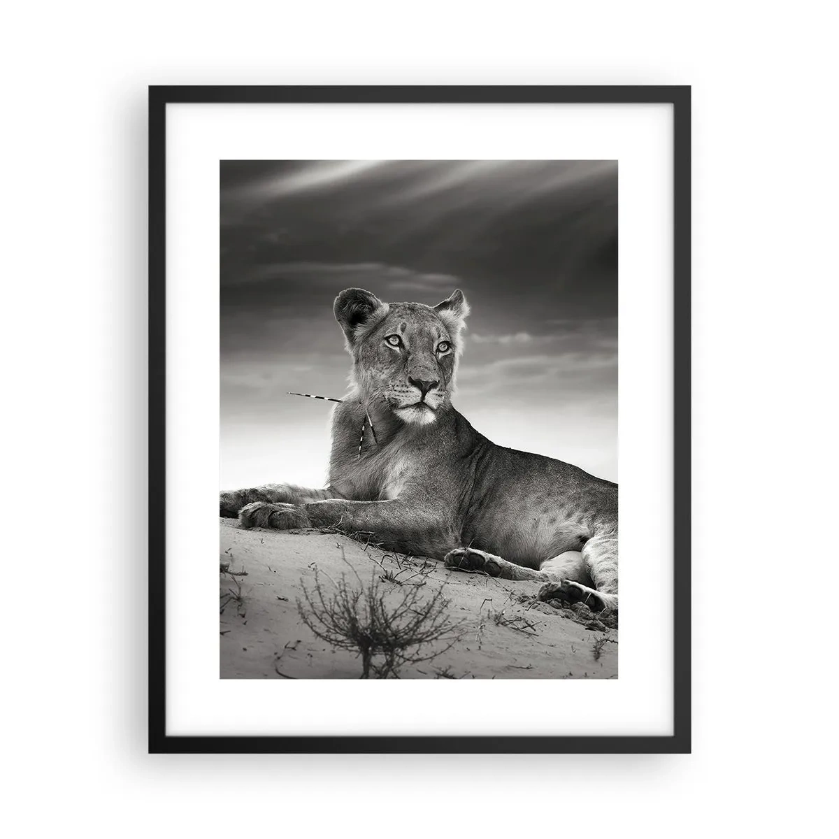 Poster in einem schwarzem Rahmen - Die Königin der Wüstenruhe - 40x50 cm