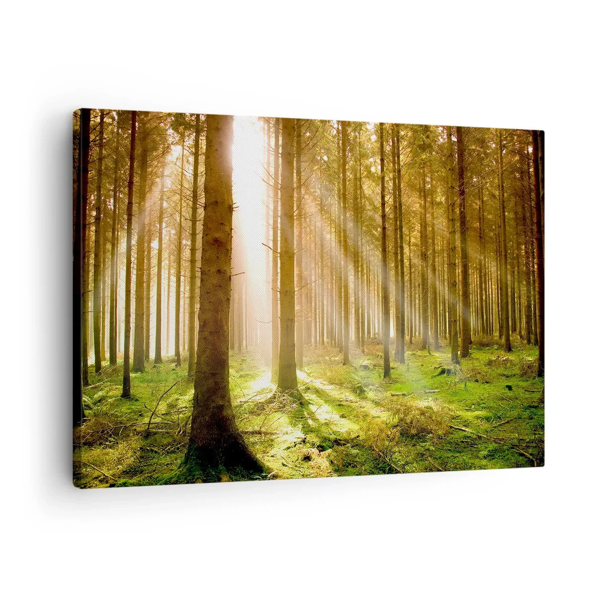 Bild auf Leinwand - Leinwandbild - Nadelwald mit Sonnenstrahlen, die durch die Bäume scheinen - 70x50cm - Die Elfen werden bald erscheinen - Moderne Wanddekoration für Wohnzimmer und Schlafzimmer ARTTOR