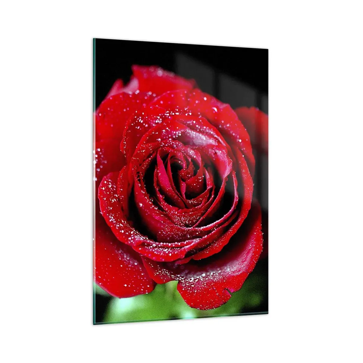 Glasbild - Bild auf glas - Eine rote Rose mit Tautropfen auf schwarzem Hintergrund. - 80x120cm - Das ist Liebe - Moderne Wanddekoration für Wohnzimmer und Schlafzimmer ARTTOR