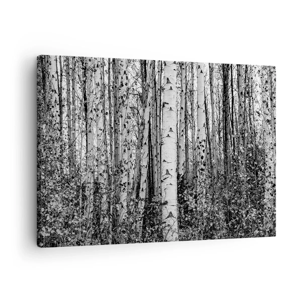 Bild auf Leinwand - Leinwandbild - Schwarz-weiße Birken im Wald - 70x50cm - Birkenkolonnade - Moderne Wanddekoration für Wohnzimmer und Schlafzimmer ARTTOR