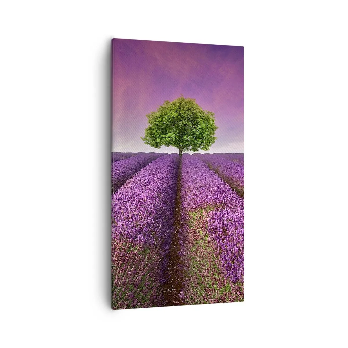 Bild auf Leinwand - Leinwandbild - Auf Lavendelfeldern - 55x100 cm