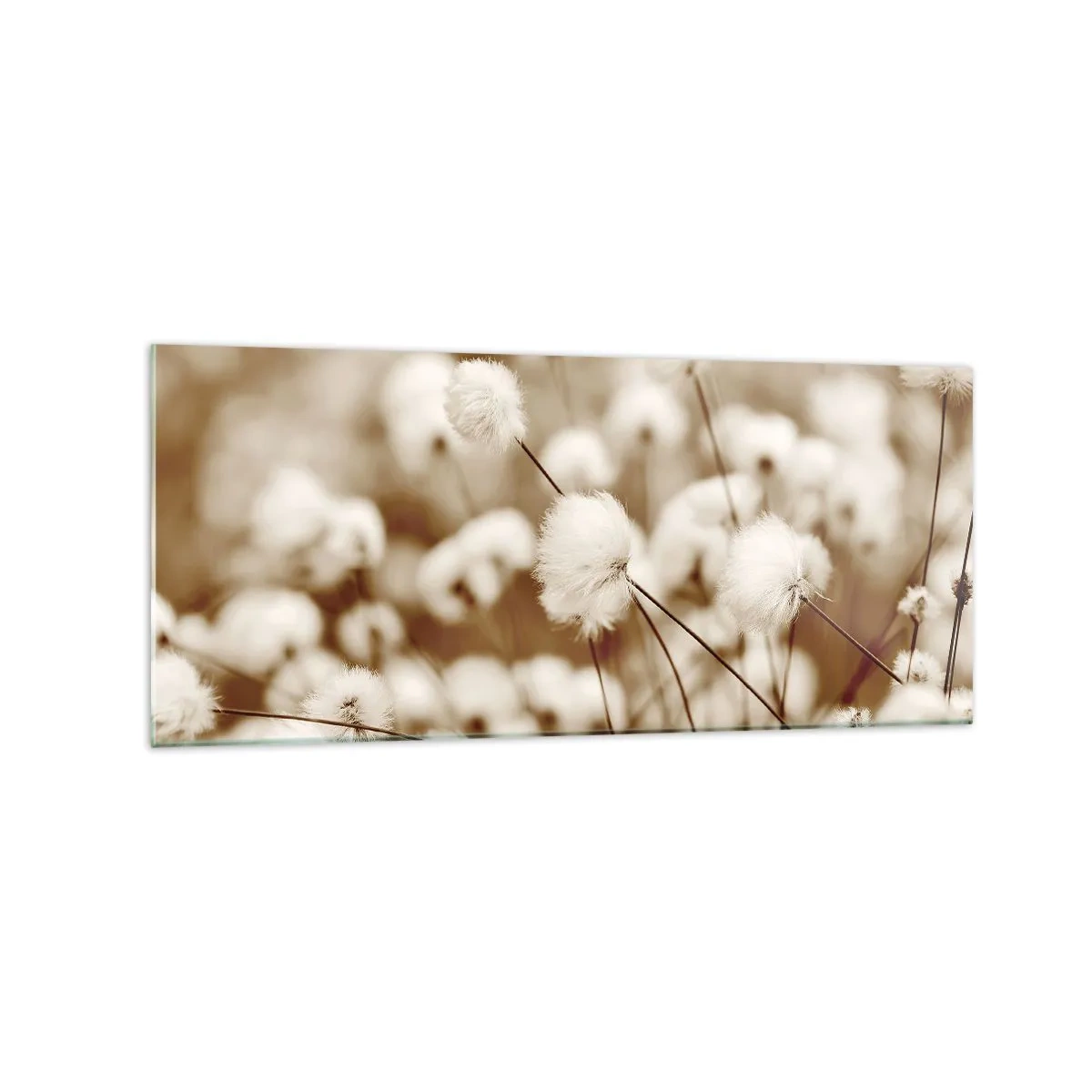 Glasbild - Bild auf glas - Ein Feld mit zarten Pflanzen in Sepiatönen - 120x50cm - Flauschiges Kornfeld - Moderne Wanddekoration für Wohnzimmer und Schlafzimmer ARTTOR