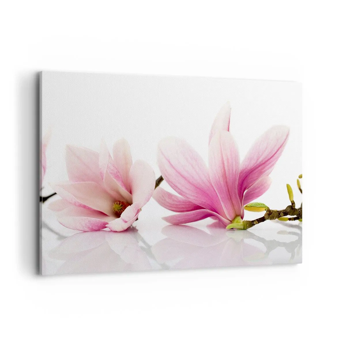 Bild auf Leinwand - Leinwandbild - Zarte rosa Magnolien auf weißem Hintergrund - 120x80cm - Zart wie ein Frühlingswind - Moderne Wanddekoration für Wohnzimmer und Schlafzimmer ARTTOR