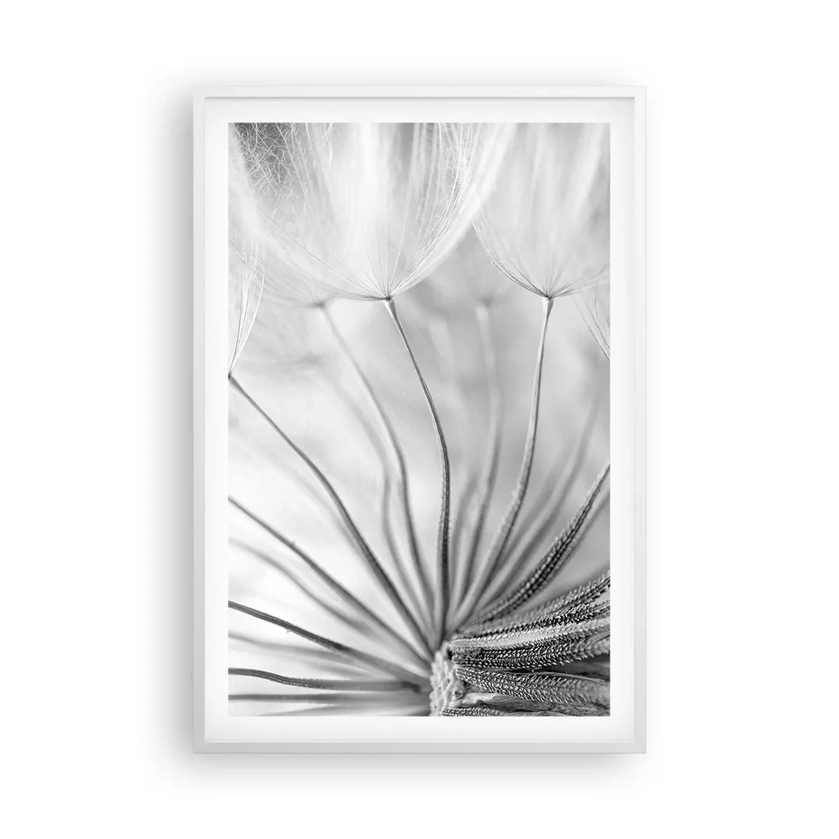 Poster in einem weißen Rahmen - Löwenzahn, Drachen - 61x91 cm