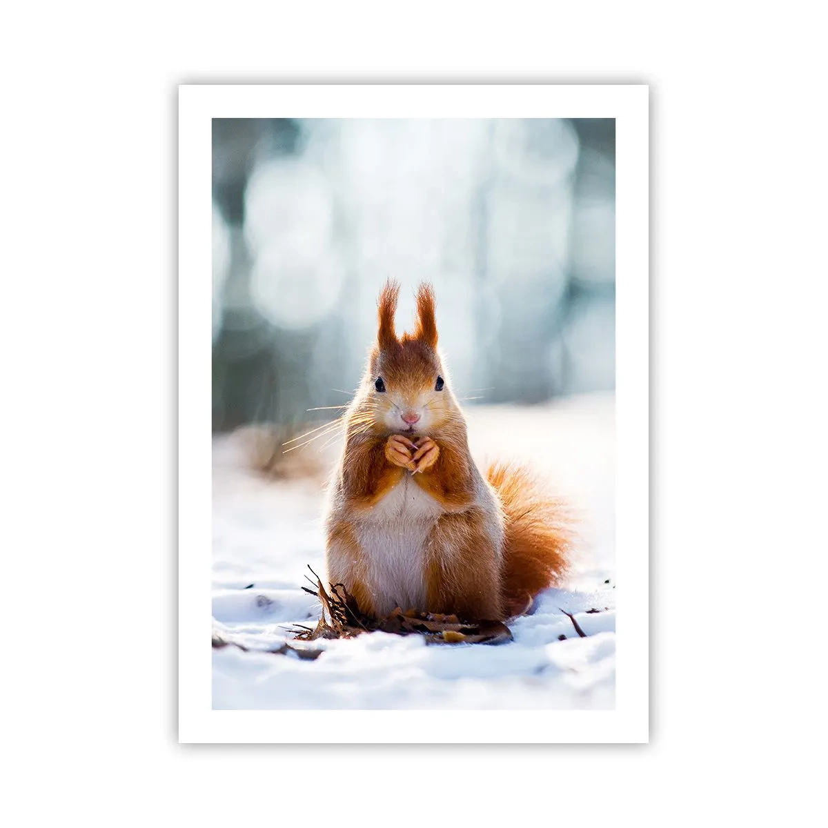 Poster - Eichhörnchen im Schnee im Winterwald - 50x70cm - Wo schaust du hin? - Moderne Wanddekoration für Wohnzimmer und Schlafzimmer ARTTOR