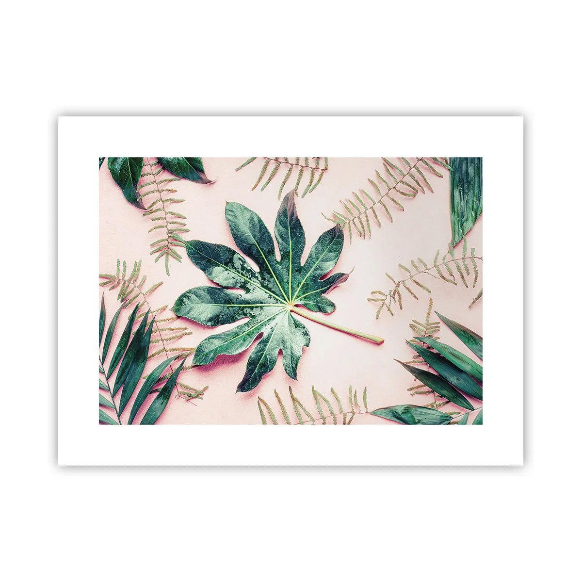 Poster - Eine Studie von Grün auf einem rosa Hintergrund - 40x30 cm