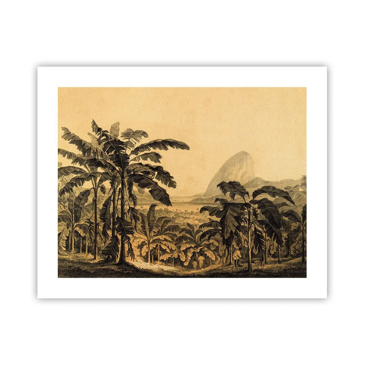 Poster - in einem kolonialen Klima - 50x40 cm