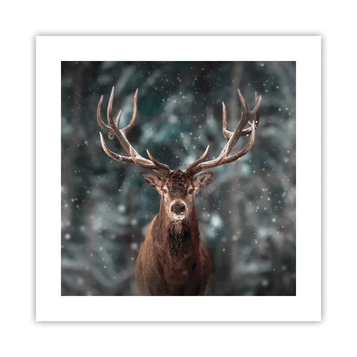 Poster - Gekrönter König des Waldes - 40x40 cm