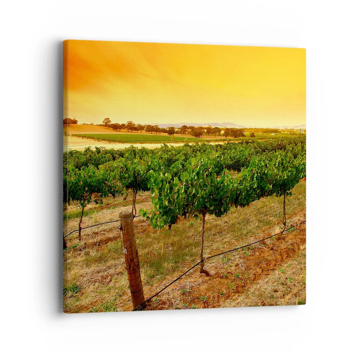 Bild auf Leinwand - Leinwandbild - Holen Sie sich einen Drink von der Sonne - 40x40 cm