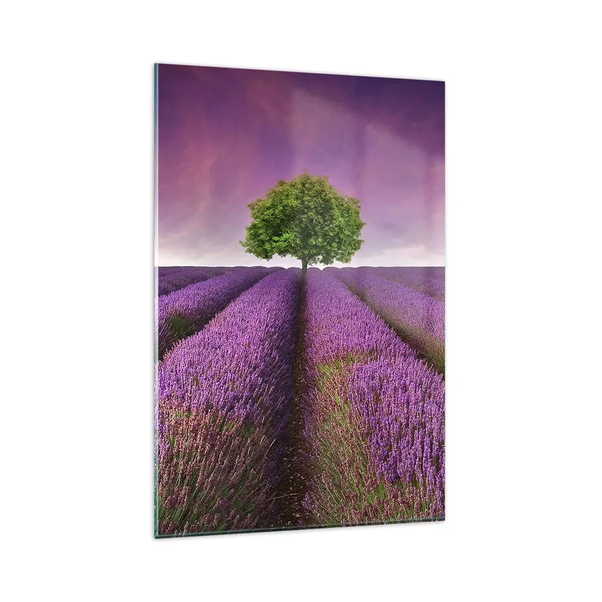 Glasbild - Bild auf glas - Ein Lavendelfeld mit einem einsamen Baum und einem violetten Himmel - 80x120cm - Auf Lavendelfeldern - Moderne Wanddekoration für Wohnzimmer und Schlafzimmer ARTTOR