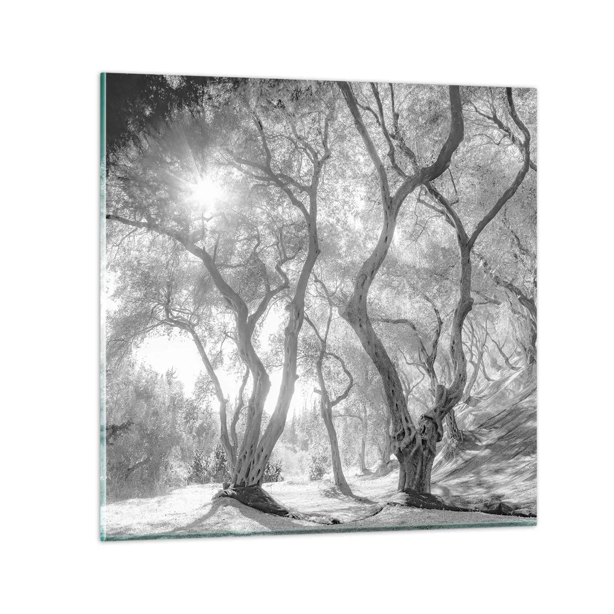 Glasbild - Bild auf glas - Im Olivenhain - 40x40 cm
