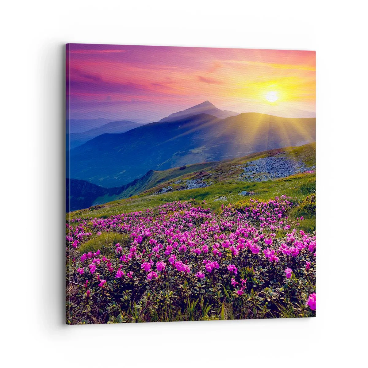 Bild auf Leinwand - Leinwandbild - … Und drumherum duftet es nach Latschenkiefer und dem Duft von Kräutern - 70x70 cm