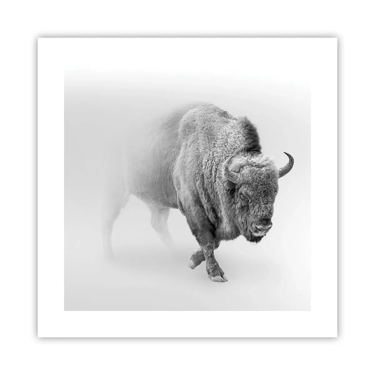 Poster - König der Prärie - 40x40 cm