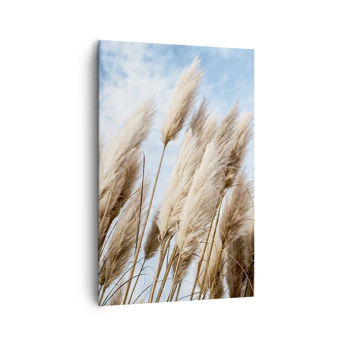 Bild auf Leinwand - Leinwandbild - Zarte Pampasgräser vor blauem Himmel mit leichten Wolken - 80x120cm - Sonnige und windige Liebkosungen - Moderne Wanddekoration für Wohnzimmer und Schlafzimmer ARTTOR