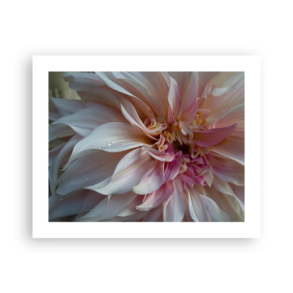 Poster - Blühende Frische - 50x40 cm