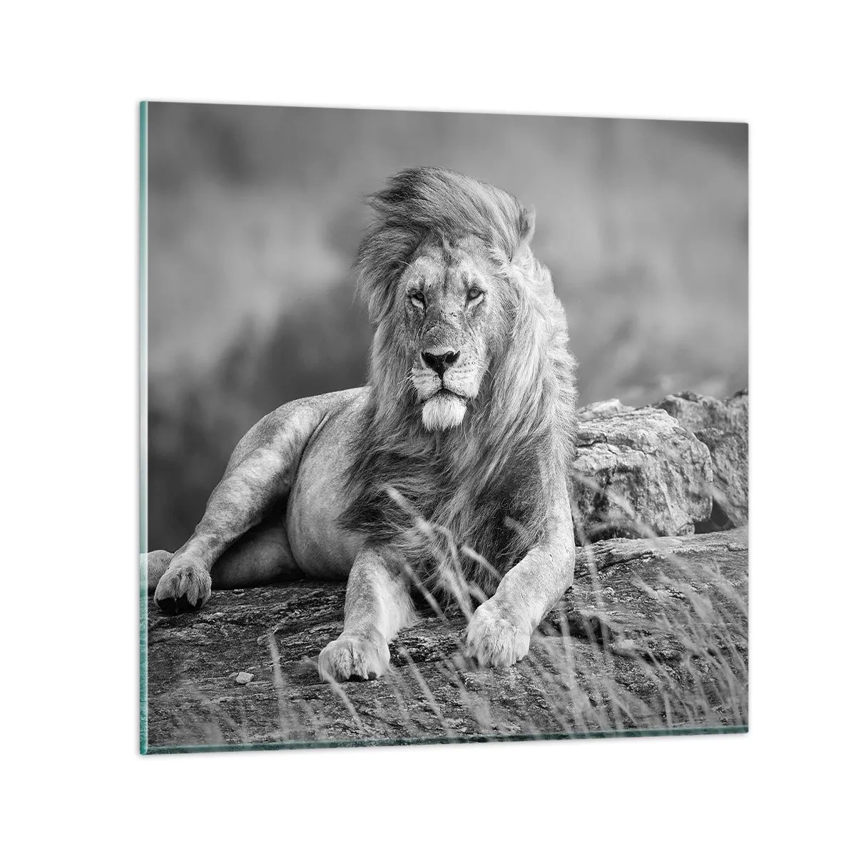 Glasbild - Bild auf glas - Königliche Siesta - 70x70 cm