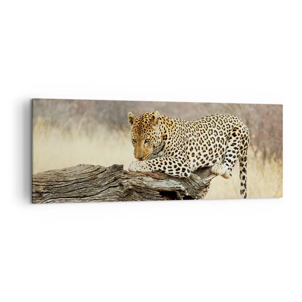 Bild auf Leinwand - Leinwandbild - Ein Leopard ruht auf einem Baumstamm in der Savanne - 140x50cm - Ich gehe meine eigenen Wege - Moderne Wanddekoration für Wohnzimmer und Schlafzimmer ARTTOR