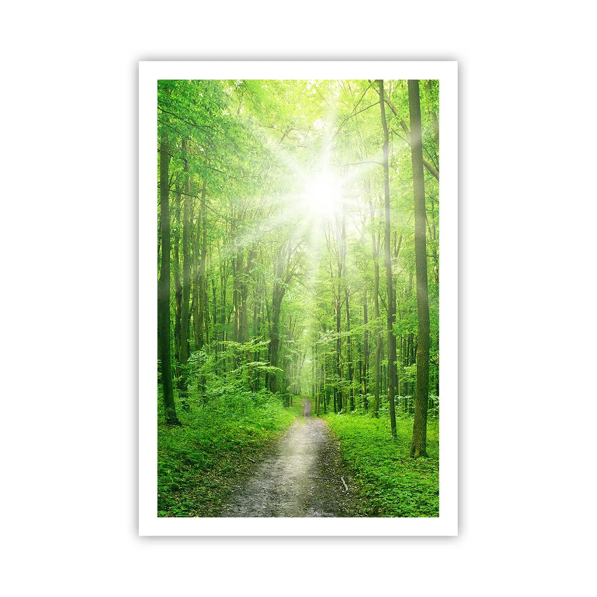Poster - Die grüne Kathedrale - 61x91 cm