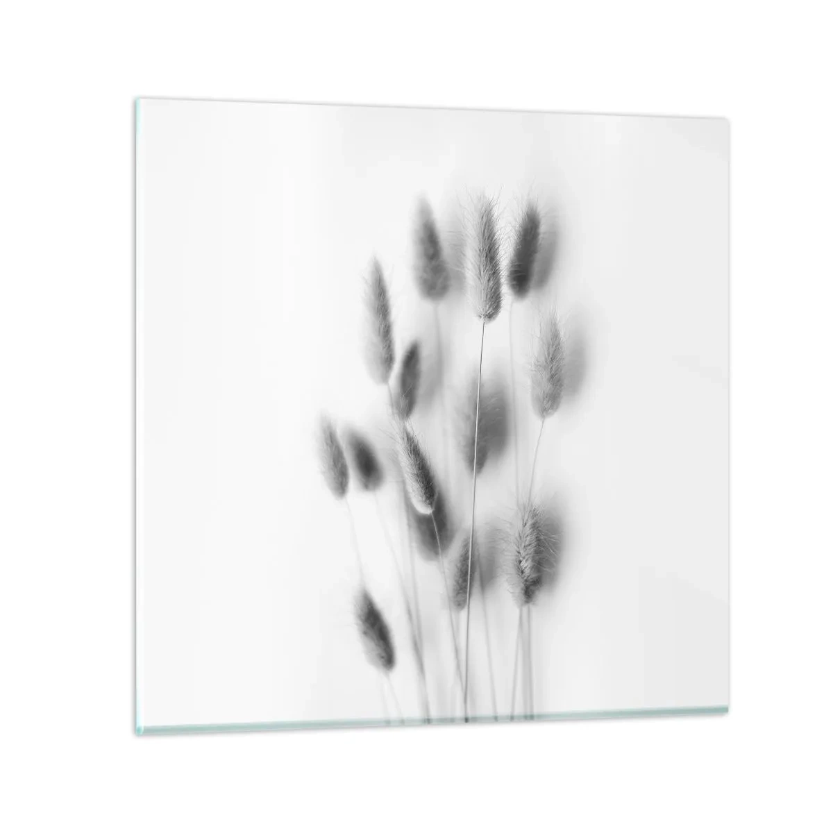 Glasbild - Bild auf glas - Eure flauschige Grashoheit - 40x40 cm