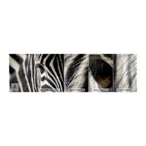 Fototapeten Muster Selbstklebend Deluxe Sticker - Gestreiftes Porträt - Tiere, Rippen, Afrika - 100x30 cm