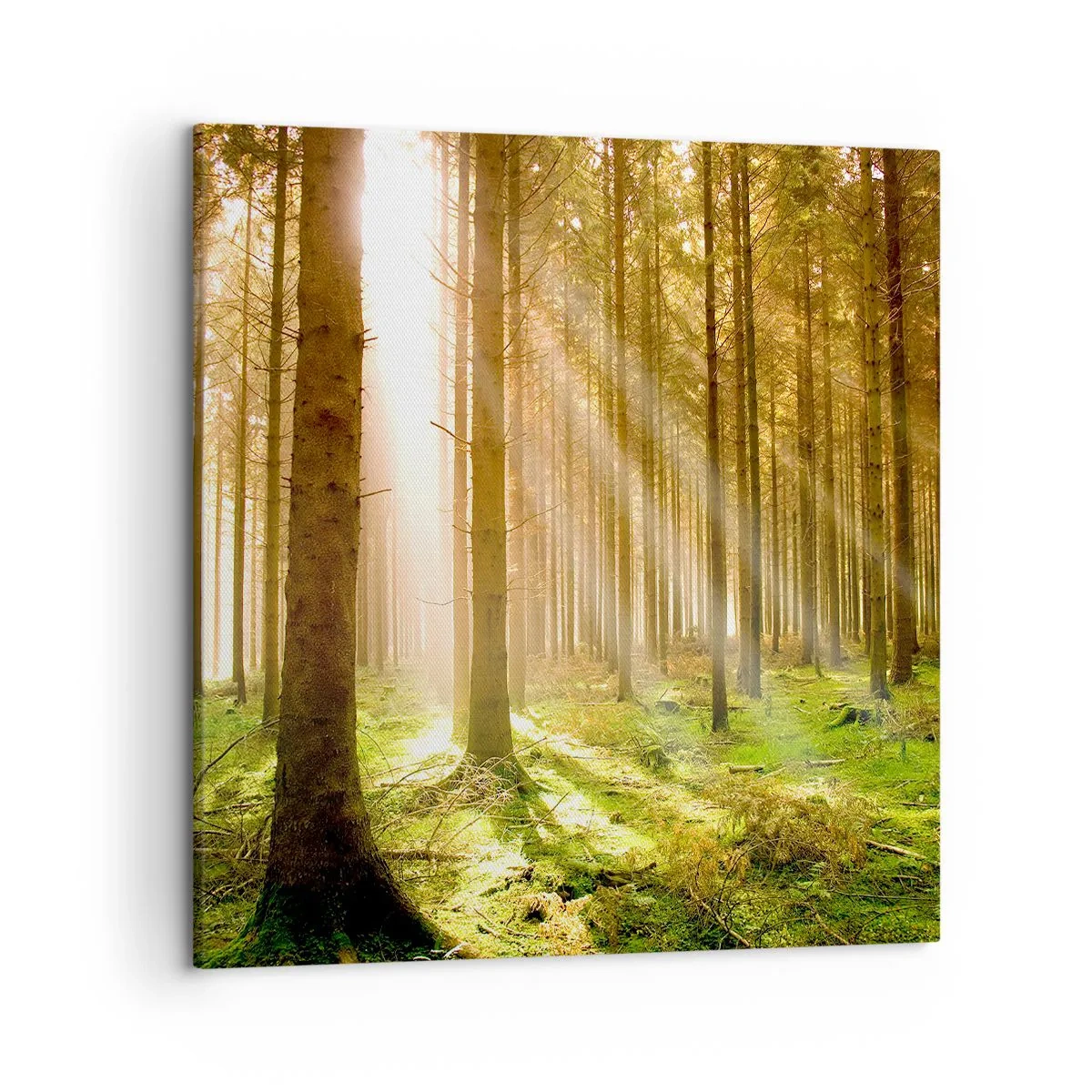 Bild auf Leinwand - Leinwandbild - Die Elfen werden bald erscheinen - 50x50 cm