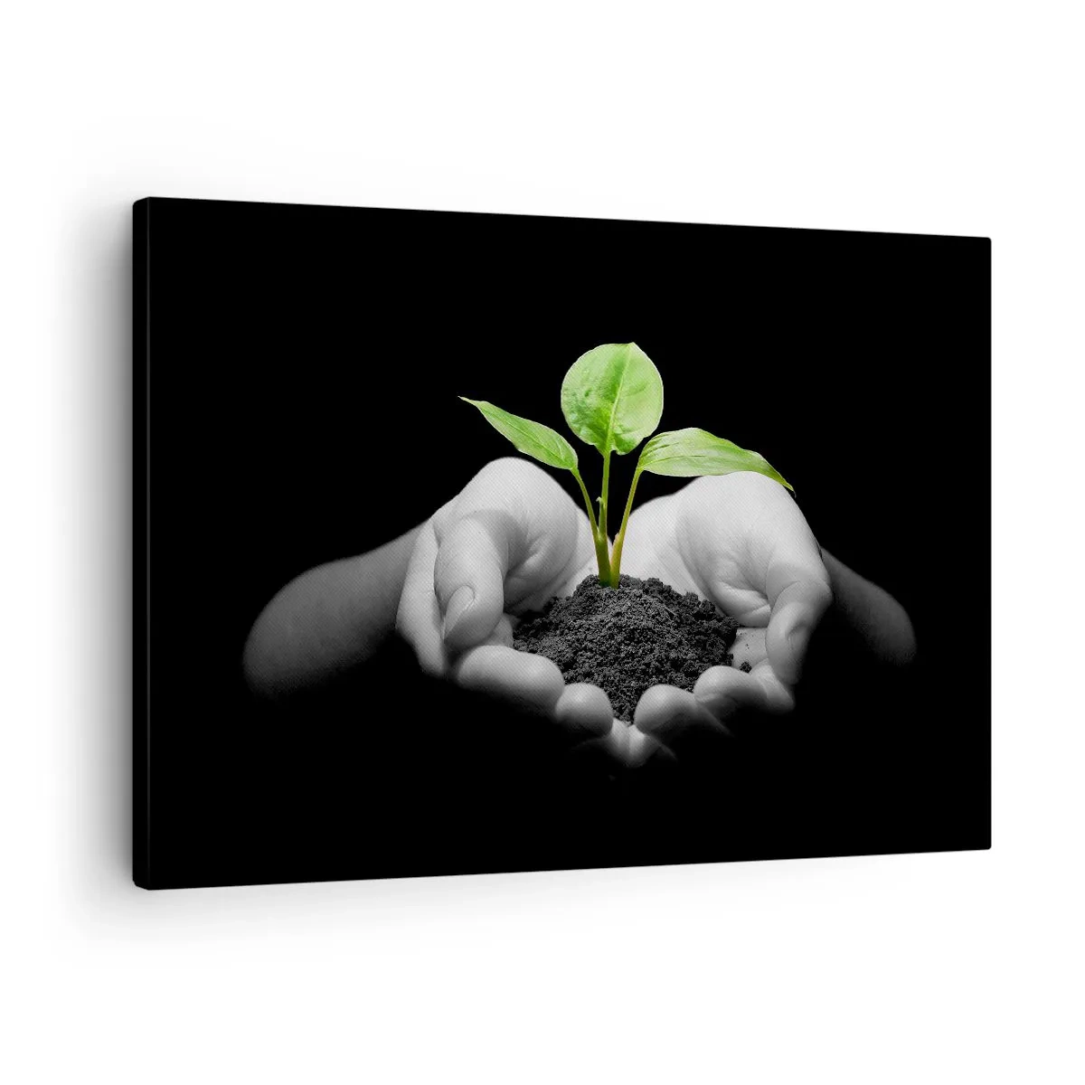Bild auf Leinwand - Leinwandbild - Hände halten eine grüne Pflanze auf schwarzem Hintergrund - 70x50cm - Ich liebe die Natur, ich beschütze sie - Moderne Wanddekoration für Wohnzimmer und Schlafzimmer ARTTOR
