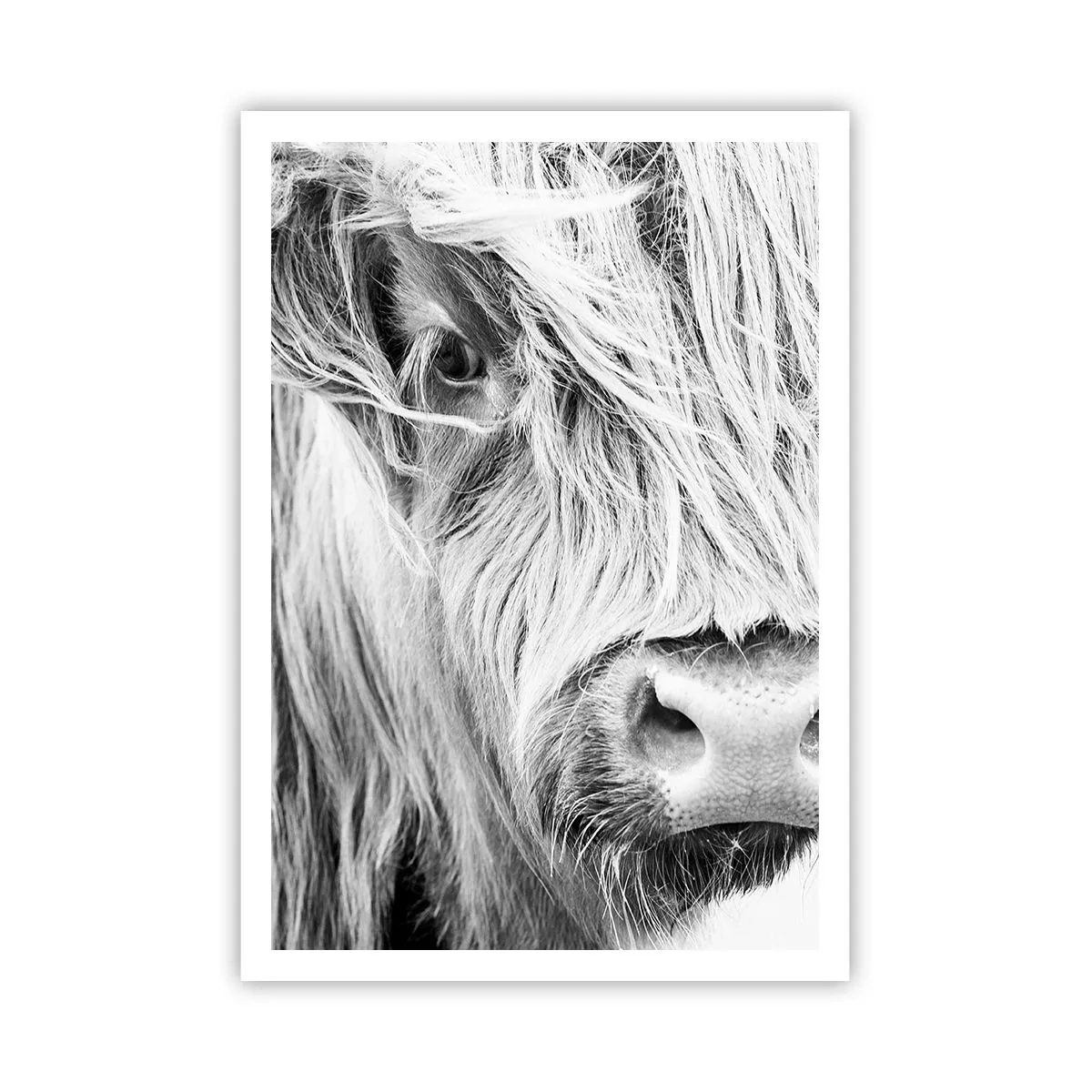 Poster - Schottische Wildheit - 70x100 cm