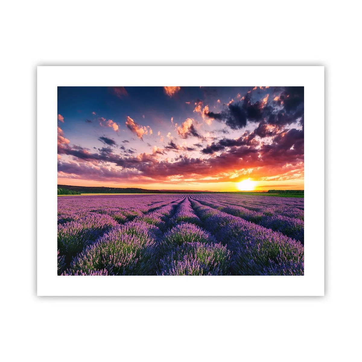 Poster - Lavendel Welt - 50x40 cm