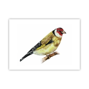 Poster - Vogelporträt - 70x50 cm