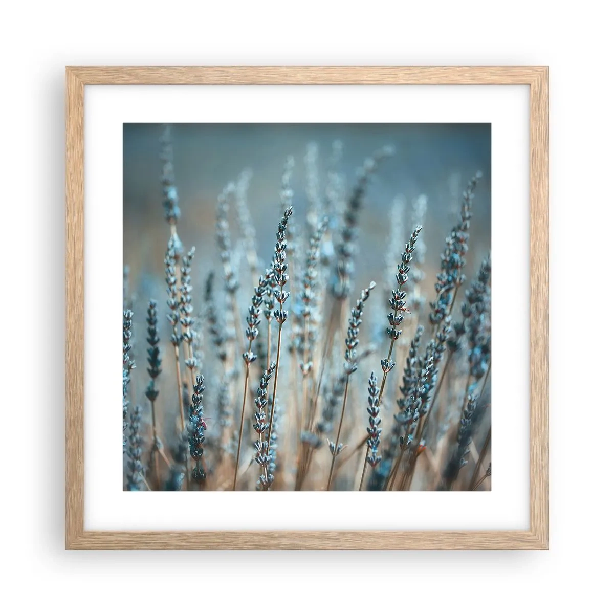 Poster in einem Rahmen aus heller Eiche - Duftendes Kornfeld - 40x40 cm