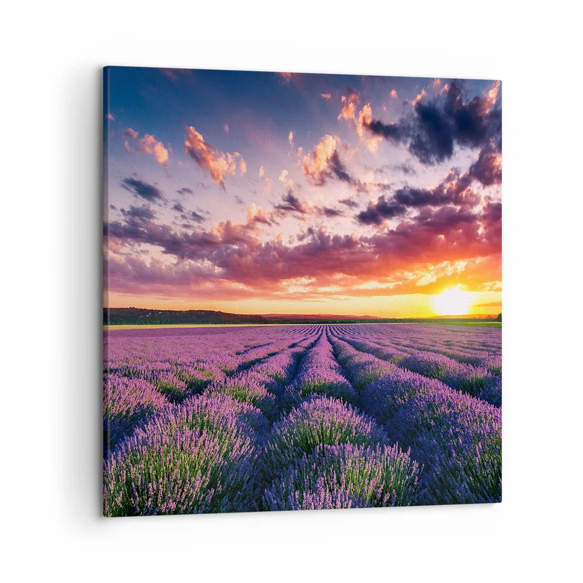Bild auf Leinwand - Leinwandbild - Lavendel Welt - 50x50 cm